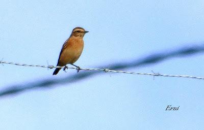 Curruca zarcera (Sylvia communis) Hoy he comprobado en La...