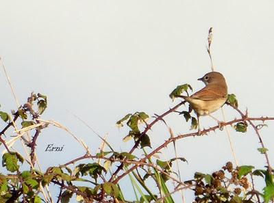 Curruca zarcera (Sylvia communis) Hoy he comprobado en La...