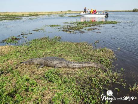 Los Esteros del Iberá con niños Los Esteros del Iberá con niños
