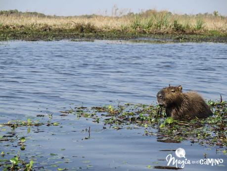Los Esteros del Iberá con niños Los Esteros del Iberá con niños