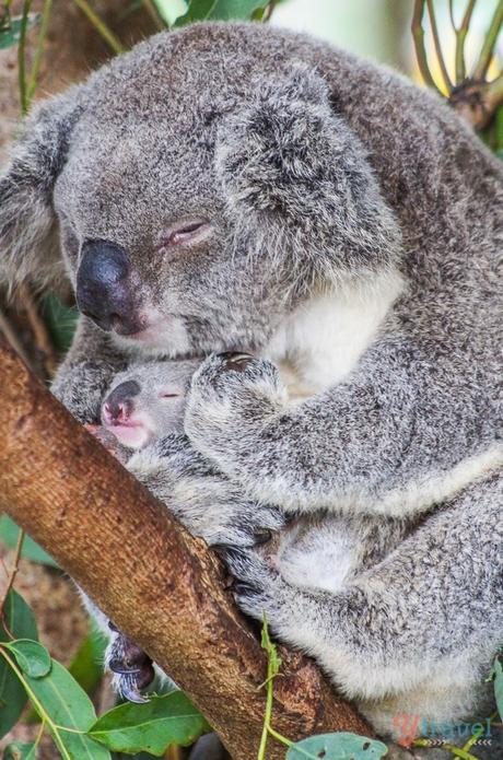 australia-zoo-queensland-australia-8 ▷ Comentario sobre ADVERTENCIA: Australia está llena de cosas que te matarán (fastidiarlo; visita de todos modos) por Kate Sherrill