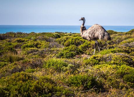 wild-emus-eyre-peninsula-South-Australia ▷ Comentario sobre ADVERTENCIA: Australia está llena de cosas que te matarán (fastidiarlo; visita de todos modos) por Kate Sherrill