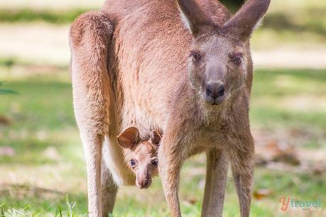 Carnarvon-Gorge-Queensland-Australia-156 ▷ Comentario sobre ADVERTENCIA: Australia está llena de cosas que te matarán (fastidiarlo; visita de todos modos) por Kate Sherrill