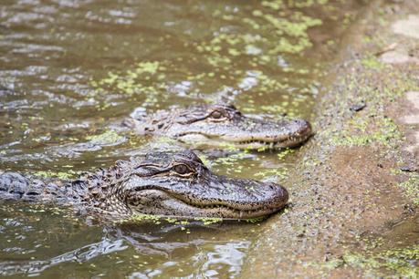 hartleys-crocodile-adventures-port-douglas-5 ▷ Comentario sobre ADVERTENCIA: Australia está llena de cosas que te matarán (fastidiarlo; visita de todos modos) por Kate Sherrill