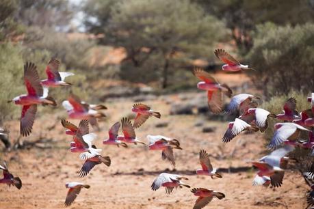 flock-of-galahs ▷ Comentario sobre ADVERTENCIA: Australia está llena de cosas que te matarán (fastidiarlo; visita de todos modos) por Kate Sherrill