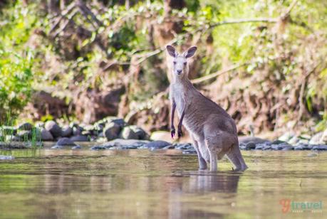 Carnarvon-Gorge-Queensland-Australia-255 ▷ Comentario sobre ADVERTENCIA: Australia está llena de cosas que te matarán (fastidiarlo; visita de todos modos) por Kate Sherrill