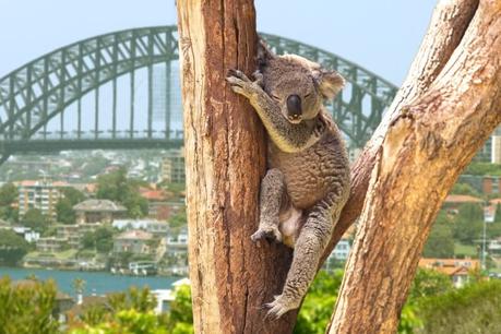 koalas-in-sydney ▷ Comentario sobre ADVERTENCIA: Australia está llena de cosas que te matarán (fastidiarlo; visita de todos modos) por Kate Sherrill