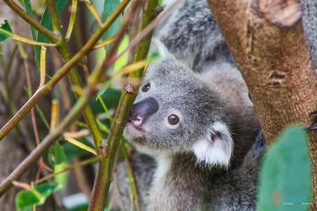 australia-zoo-queensland-australia-17 ▷ Comentario sobre ADVERTENCIA: Australia está llena de cosas que te matarán (fastidiarlo; visita de todos modos) por Kate Sherrill