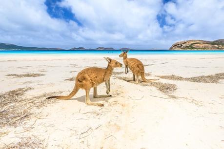 kangaroos-on-the-beach ▷ Comentario sobre ADVERTENCIA: Australia está llena de cosas que te matarán (fastidiarlo; visita de todos modos) por Kate Sherrill