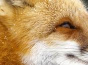 ¡Día histórico EE.UU.!: California aprueba prohibición pieles todo estado