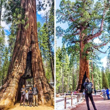 mariposa-grove-yosemite-np-1 ▷ Comente sobre 30 lugares increíbles para visitar en California para su lista de deseos de California en 9 de las mejores playas de California