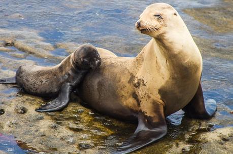 la-jolla-cove-san-diego-12 ▷ Comente sobre 30 lugares increíbles para visitar en California para su lista de deseos de California en 9 de las mejores playas de California