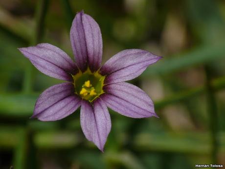 Macros de flores (Serie violácea)