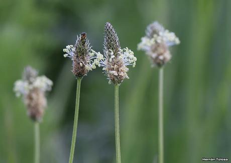 Sietevenas (Plantago lanceolata)