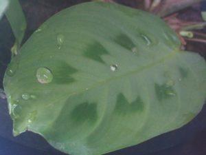 planta maranta planta maranta