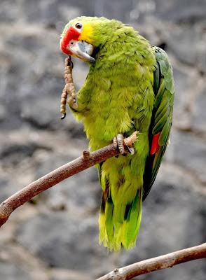 CONSUMEN ESPECIES DE PARQUE ECOLÓGICO “ZACANGO” DIETA RICA EN CONCENTRADOS ESPECIALES