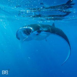 ▷ Por qué deberías visitar Nusa Lembongan: mi nueva isla favorita en Indonesia IMG_5989-300x300 ▷ Por qué deberías visitar Nusa Lembongan: mi nueva isla favorita en Indonesia