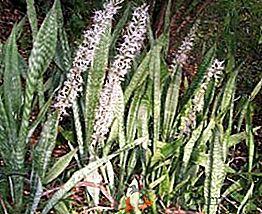 Variedades de Sansevieria