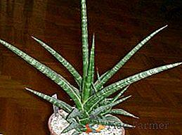 Variedades de Sansevieria