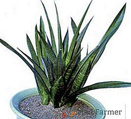 Variedades de Sansevieria