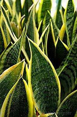 Variedades de Sansevieria