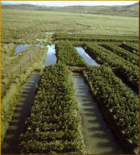 Historia-Imperio Inca 7/10