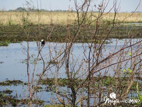 Consejos para visitar los Esteros del Iberá