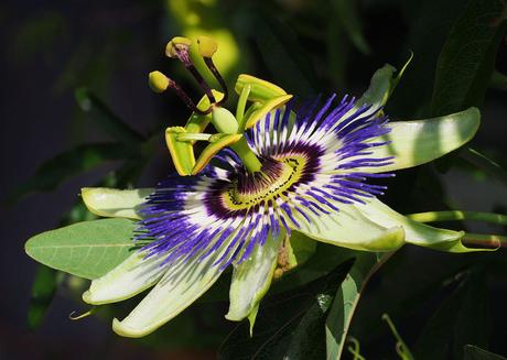 La flor de la pasión