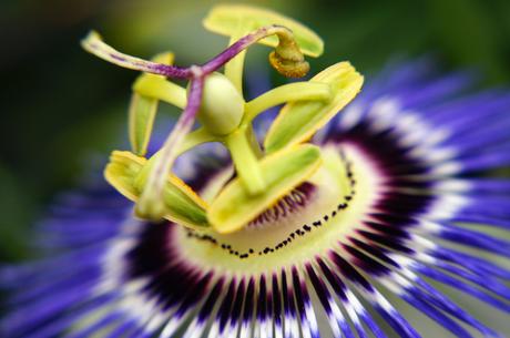 La flor de la pasión