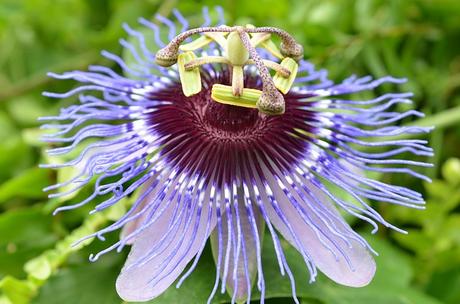 La flor de la pasión