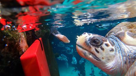 La tortuga Federica disfruta de su nueva vida en Loro Parque