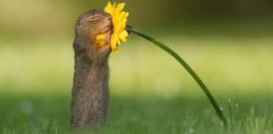 La maravillosa imagen que da la vuelta al mundo: una ardilla oliendo una margarita