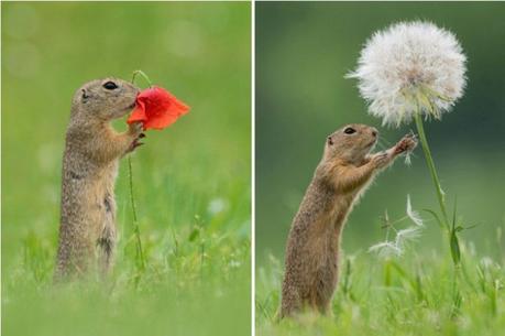 El hombre pasó dos horas y tomó aproximadamente 200 fotos para capturar el momento (Instagram).
