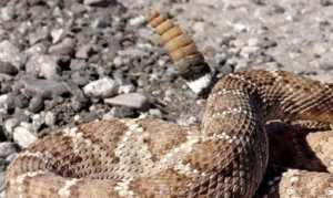 Tremendo hallazgo de una serpiente cascabel mutante. Video