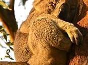 Opina sobre Cosas hacer Adelaida guía ciudad Fashion Blog