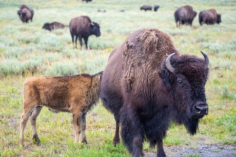 Bison-2.jpg.optimal ▷ Un día en el parque nacional de Yellowstone