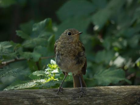 CAGAMANGOS CAGAMANGOS