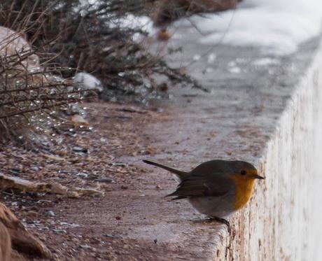 CAGAMANGOS CAGAMANGOS