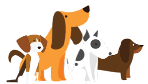 Colaboración con asociaciones de animales: las alternativas menos conocidas