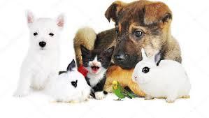 Colaboración con asociaciones de animales: las alternativas menos conocidas