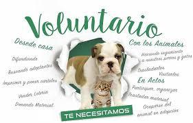 Colaboración con asociaciones de animales: las alternativas menos conocidas