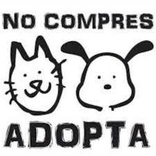 Colaboración con asociaciones de animales: las alternativas menos conocidas