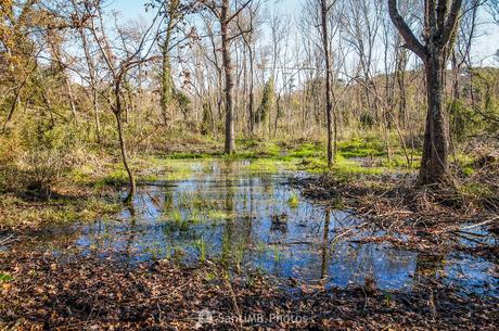 El bosque singular