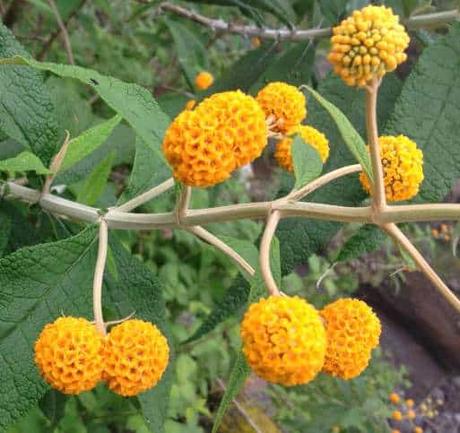Matico. ¿Para qué sirve esta planta medicinal? matico nombre cientifico