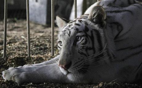 EE.UU.: California se convertirá en el tercer estado en prohibir los circos con animales