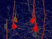 Terapia Génica para recuperar Funcionalidad Cerebro