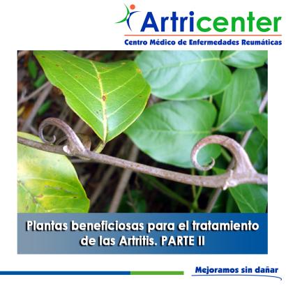 Artricenter: Plantas beneficiosas para el tratamiento de las Artritis. PARTE II