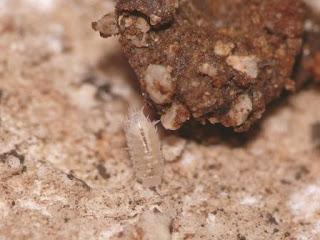 Propuesta de otra Reserva Entomológica en Jaén Propuesta de otra Reserva Entomológica en Jaén