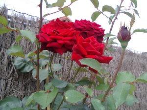 Sobre la guerra de sexos atizada por el Feminismo