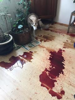 La ciudad sin perros en los parques